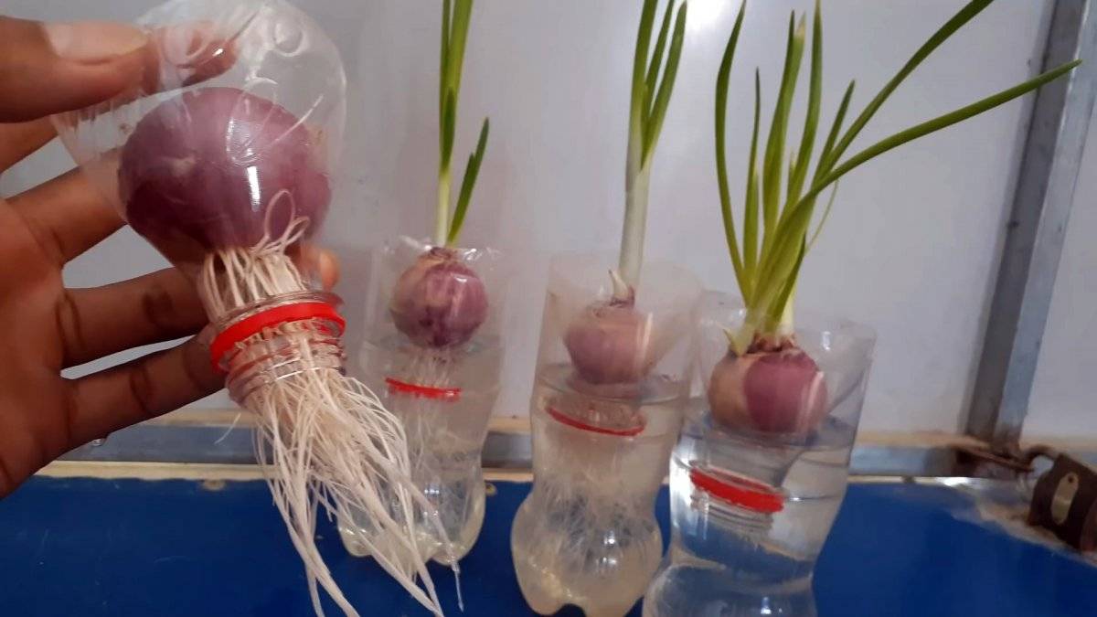 Выращиваем зеленый лук без земли к новому году — 3 способа