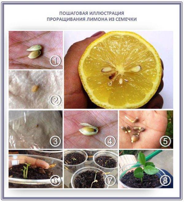 Размножение лимона черенками и выращивание в домашних условиях
