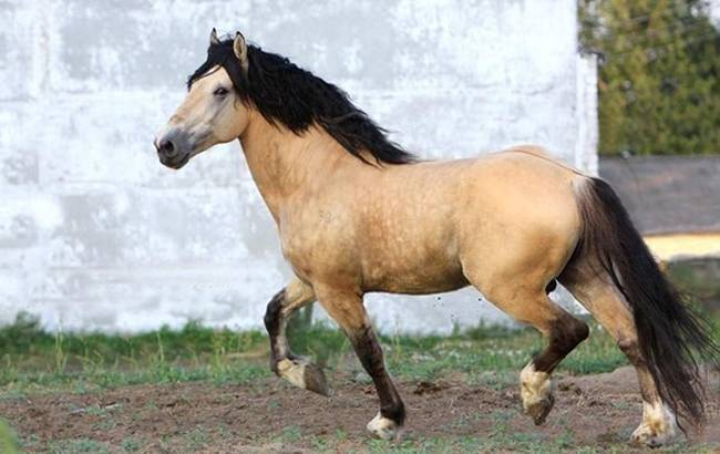 Каурый цвет лошадей — особенность и происхождение масти