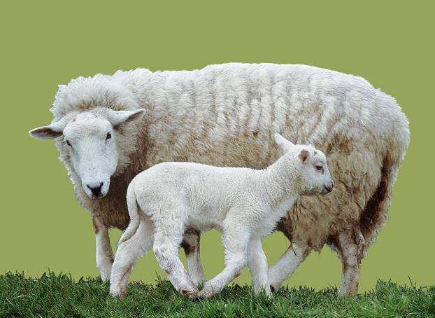 Бараны и овцы: общее описание