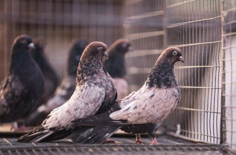 Кировоградские голуби: описание и характеристика породы