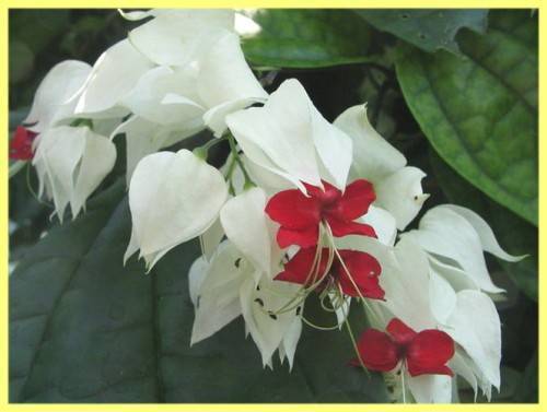 Клеродендрум томпсона (33 фото): уход за цветком в домашних условиях. что делать, если у него белеют листья? способы его размножения