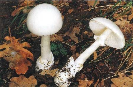 Белый мухомор (amanita verna) или весенняя поганка: фото и описание гриба