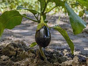 Как сажать баклажаны рассадой и семенами в открытый грунт