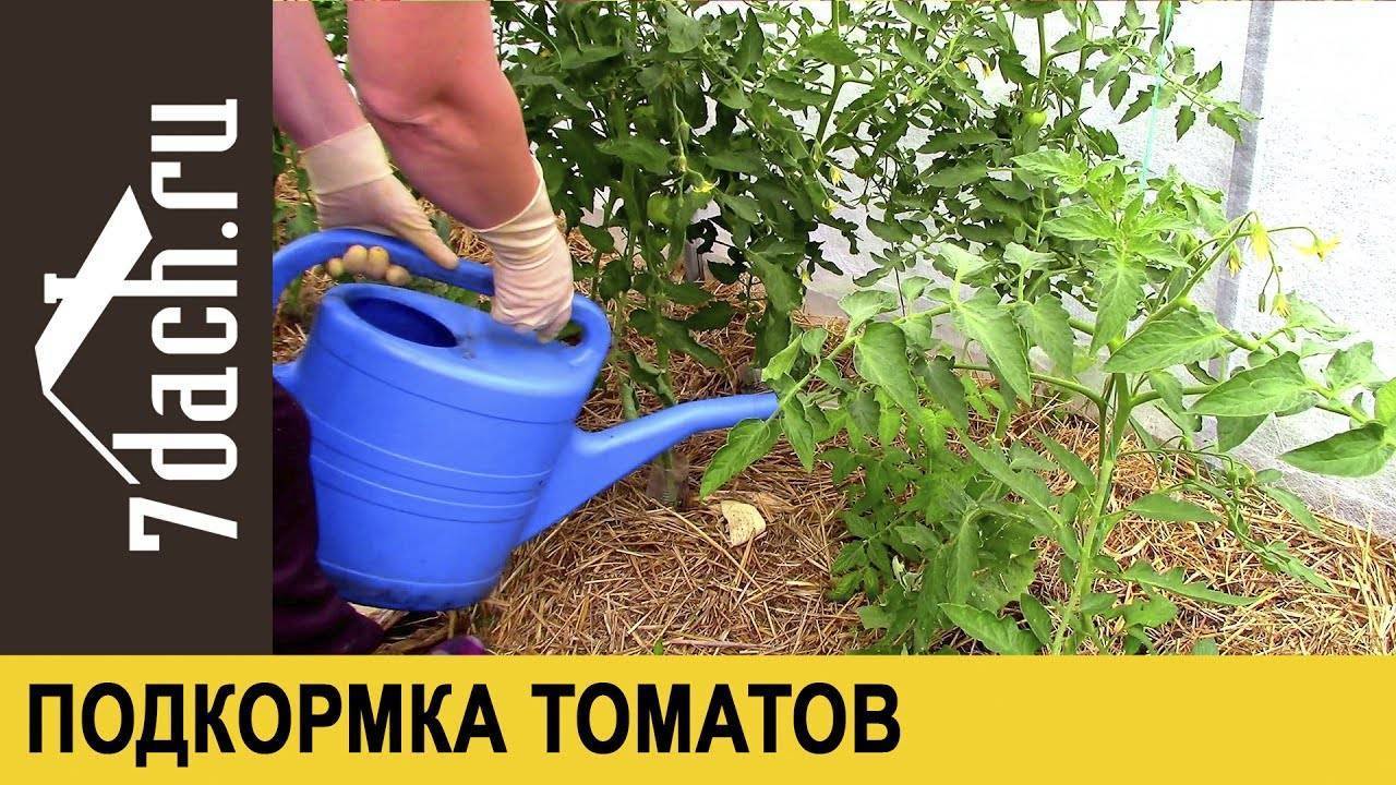 Зола для рассады перца и томатов незаменимое удобрение