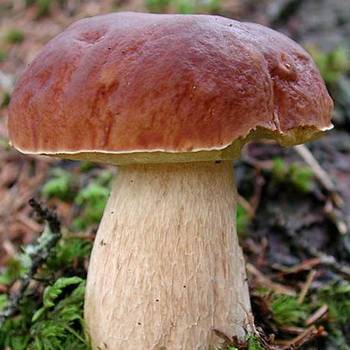Полубелый гриб: описание и места распространения, фото