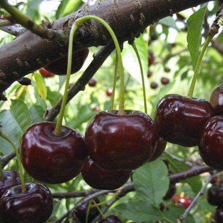 Украинская вишня Чернокорка — все про сорт, уход и ягоды