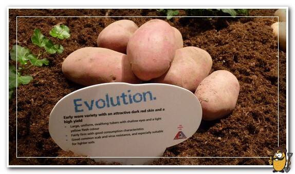 Сорт картофеля эволюшн фото и описание