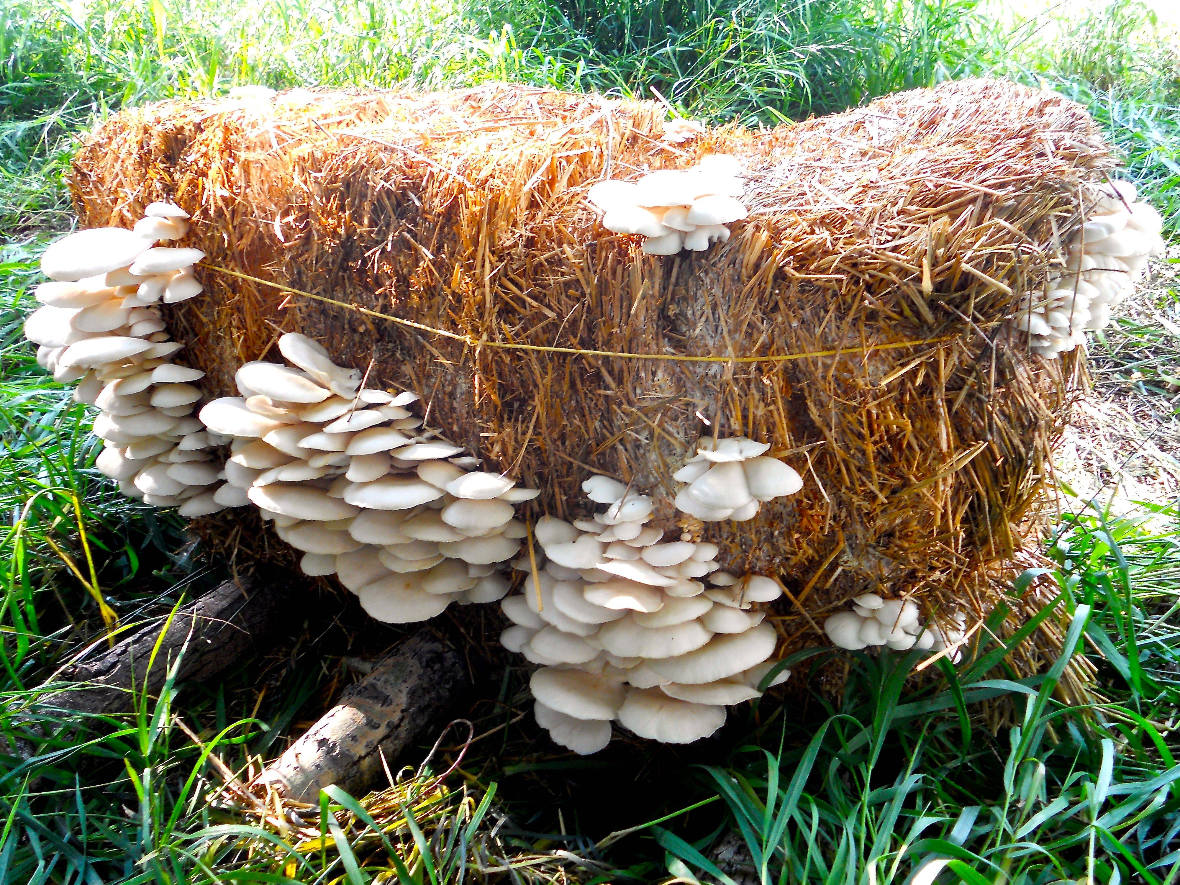 Шампиньоны на даче в открытом грунте: выращивание мицелия грибов в почве