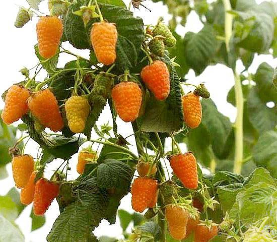 Ремонтантная малина сорта оранжевое чудо — отрада для вашего сада