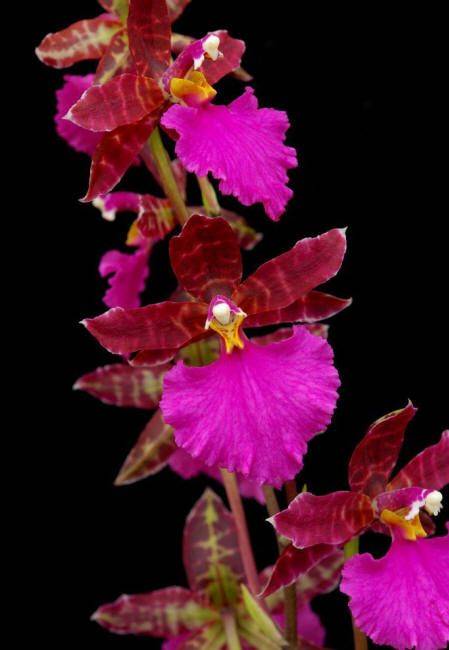 Великолепные красные орхидеи: сорта и фото