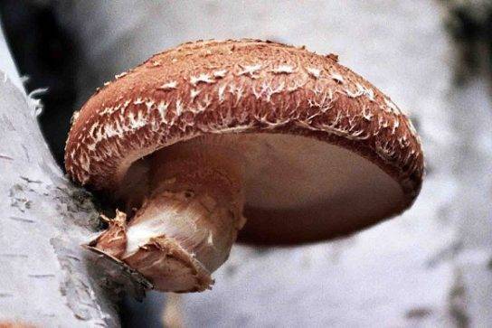 Шиитаке - полезные свойства гриба и противопоказания, фото и описание, выращивание шиитаке