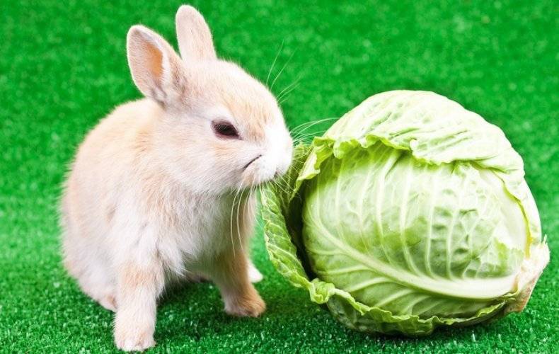 Можно ли добавлять кроликам в рацион капусту