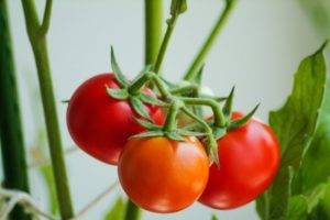 Галина кизима: как посадить помидоры