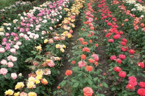 Розы спрей (сорта, фото, описание) + идеи по применению в саду
розы спрей (сорта, фото, описание) + идеи по применению в саду
