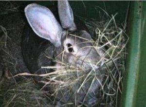 Почему крольчиха рвёт пух