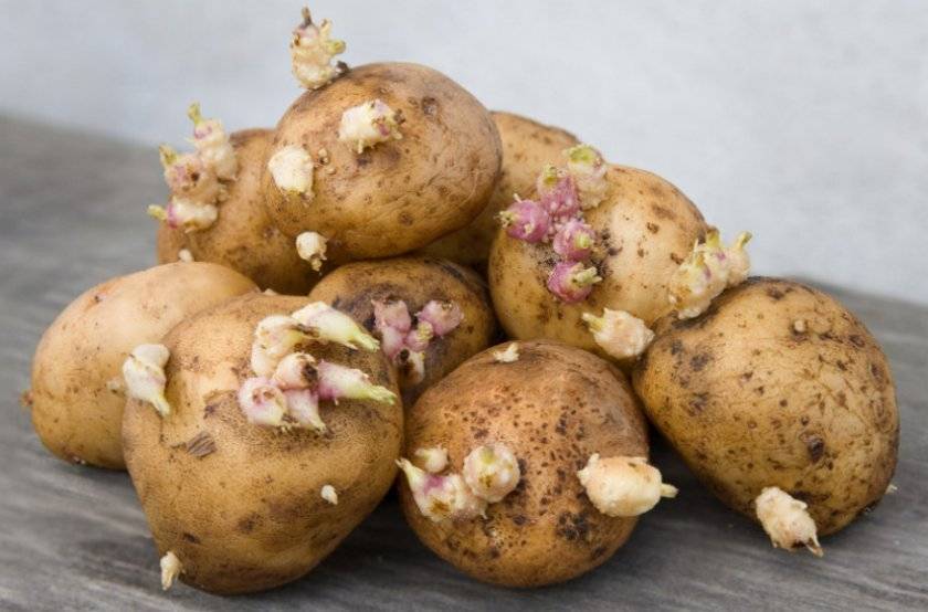 Как ипользовать проросшего картофеля