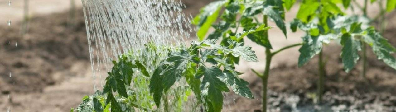 Подкормка марганцовкой помидор: 3 метода обработки растений