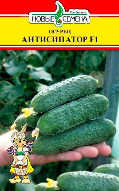Лучшие сорта огурцов на 2021 год: самые урожайные, вкусные, для теплицы и открытого грунта