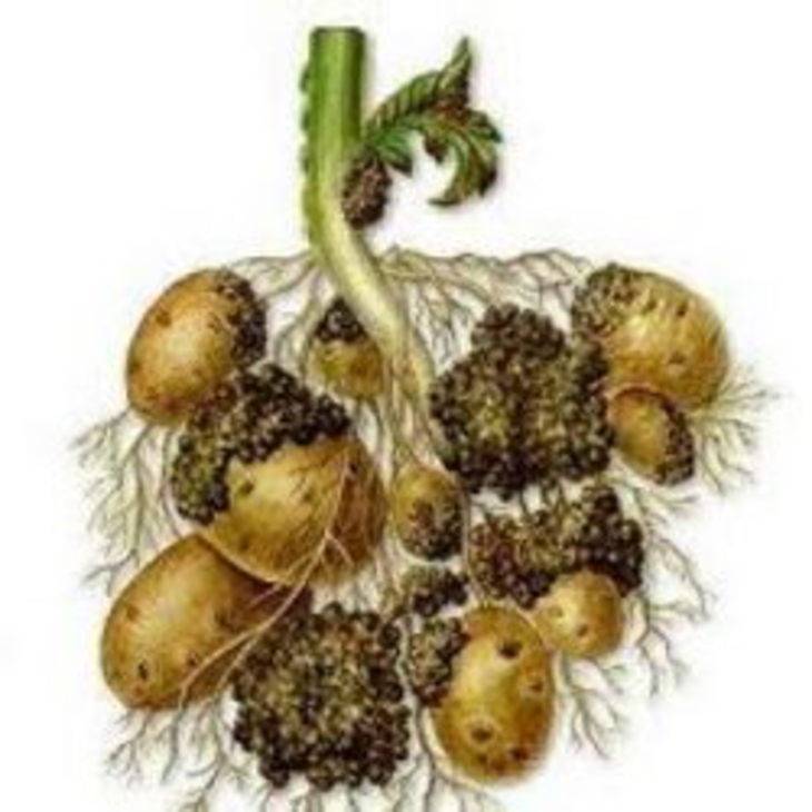 Рак картофеля: что это такое, как выглядит на фото пораженное растение, есть ли опасность для человека, а также подробное описание болезни и лечения