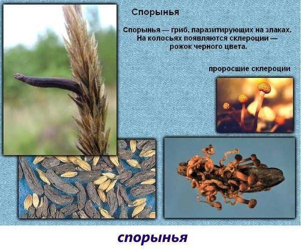 Спорынья пурпурная – гриб-паразит пшеницы