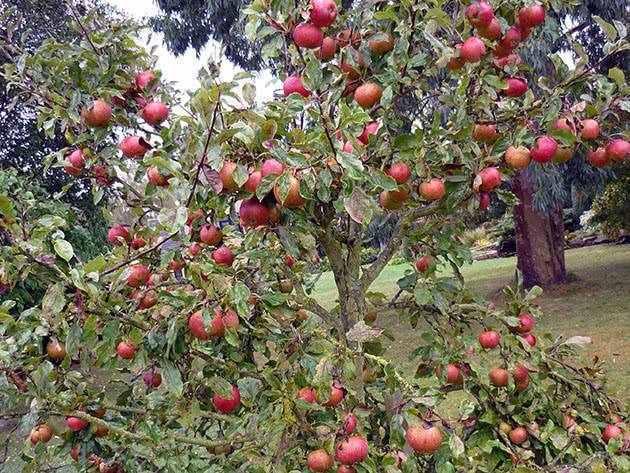 Карликовые яблони в моём саду — сорта и особенности выращивания. фото — ботаничка.ru