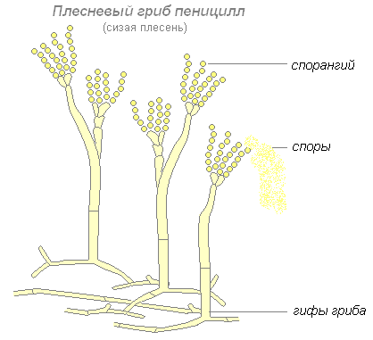 Плодовое тело гриба — википедия. что такое плодовое тело гриба