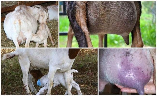 Почему у козы горчит молоко до и после окота: причины порчи, козьи болезни, как убрать запах — moloko-chr.ru