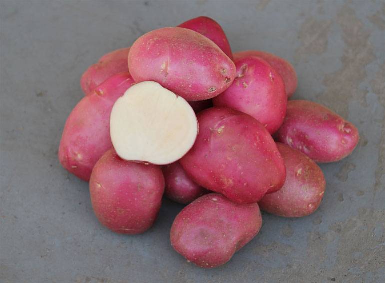 Лабадия: описание семенного сорта картофеля, характеристики, агротехника