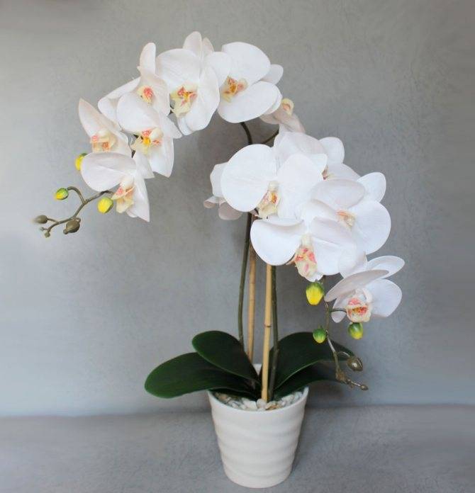 Как ухаживать за орхидеей фаленопсис в домашних условиях после покупки