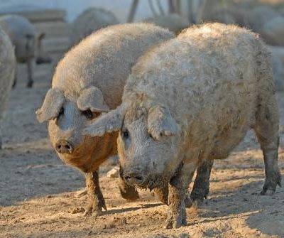 Уход и содержание свиней породы мангал: описание с фото и отзывами заводчиков (+видео)
