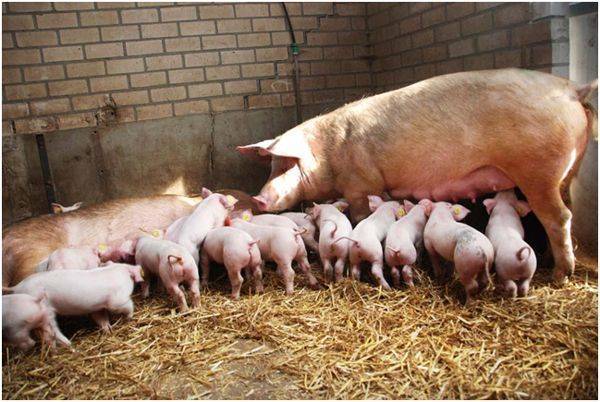 Искусственное оплодотворение свиней: методы, технологии, подготовка свиноматки