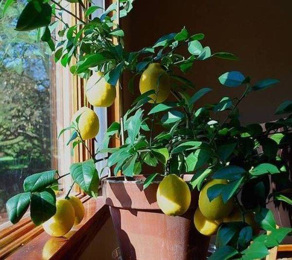 Лимон мейера: основы ухода в домашних условиях