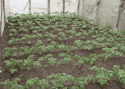 Инструкция по посадке рассады томатов в открытый грунт
