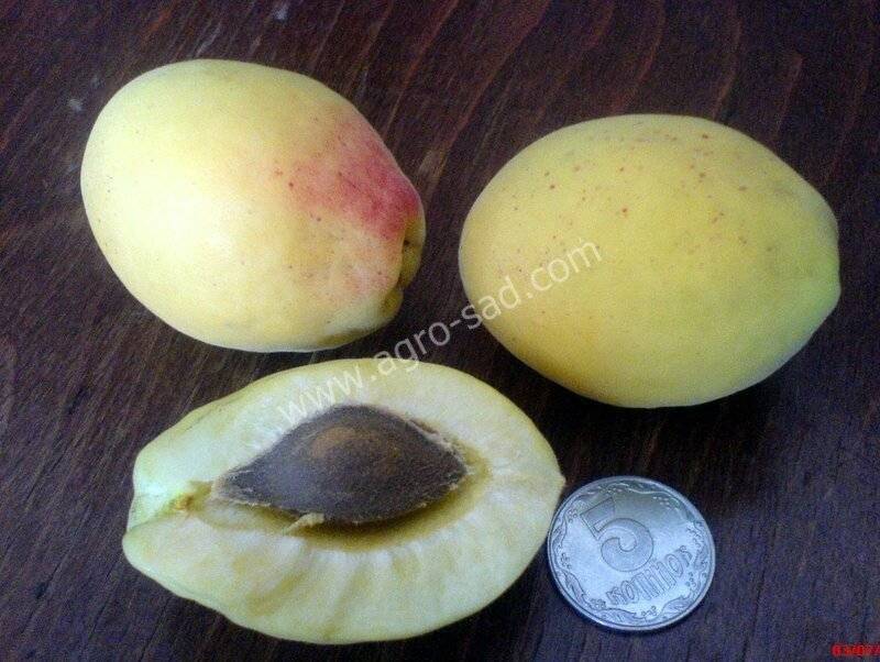 Сорт абрикоса ананасный – описание с фото, посадка и уход