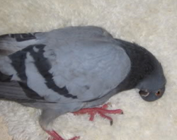 Болезнь Ньюкасла у голубей