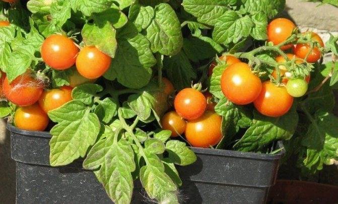 Вырастим томат «балконное чудо»