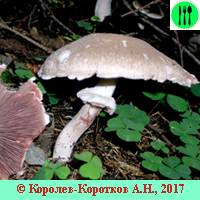 Виды шампиньонов фото и описание - agroflora.ru