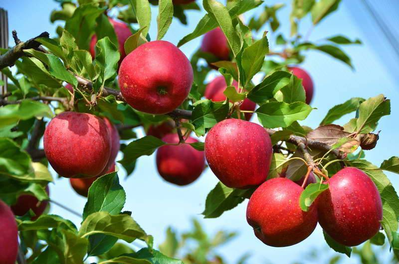 Чем подкормить яблоню для отличного урожая? правила проведения подкормок