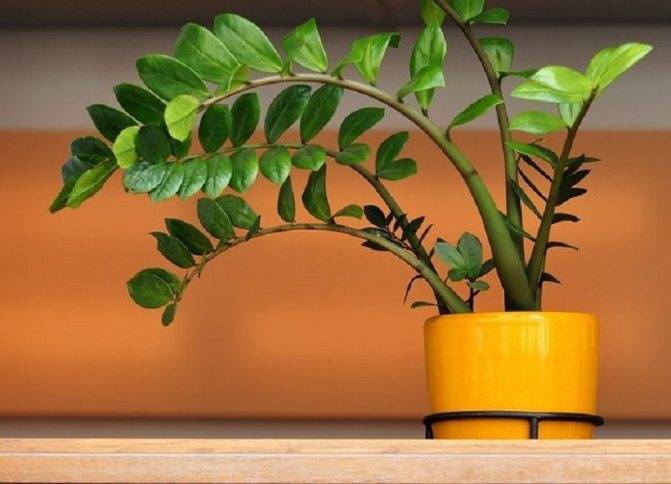 Как размножить замиокулькас в домашних условиях: как рассадить долларовое дерево