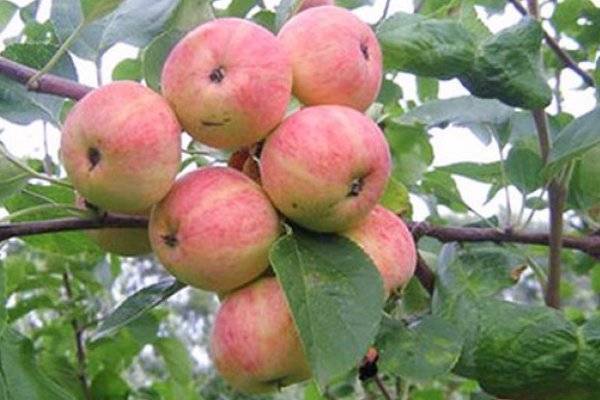 Выращивание яблони Уральское розовое
