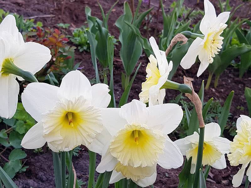 Когда и где посадить нарциссы, чтобы весной увидеть цветение?
