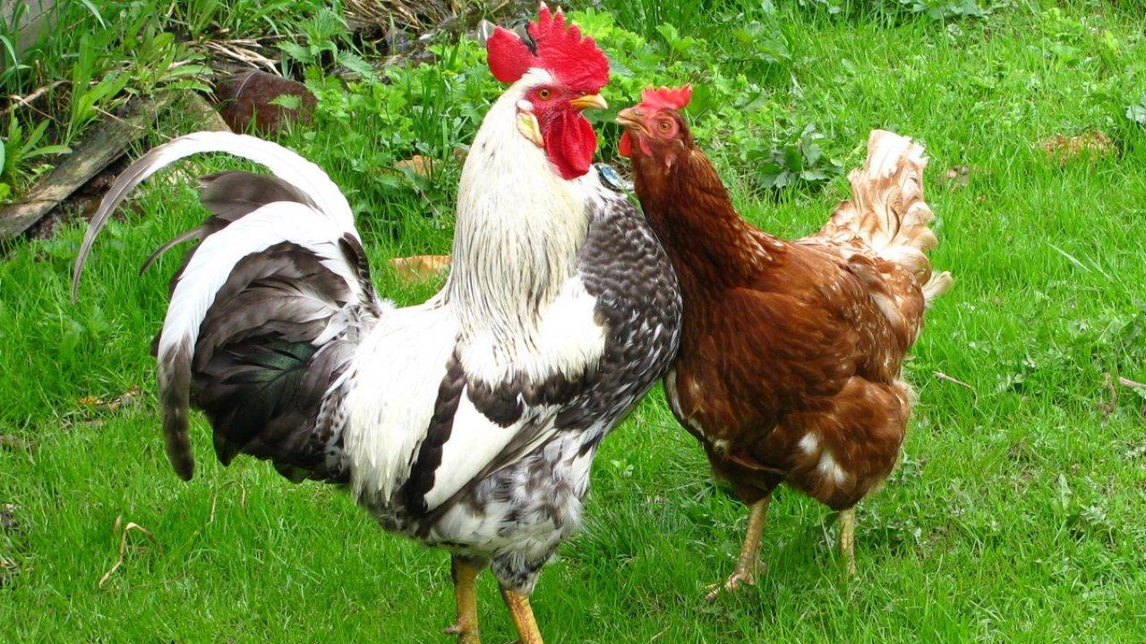 Как определить пол цыпленка