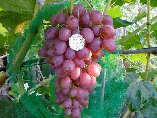 Виноград рута: описание сорта с характеристикой и отзывами, особенности посадки и выращивания, фото