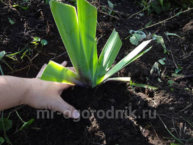 Посадка луковичных ирисов в открытый грунт весной и осенью: сроки, схемы, правила
