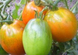 Томат верлиока: урожайность и характеристика сорта, отзывы