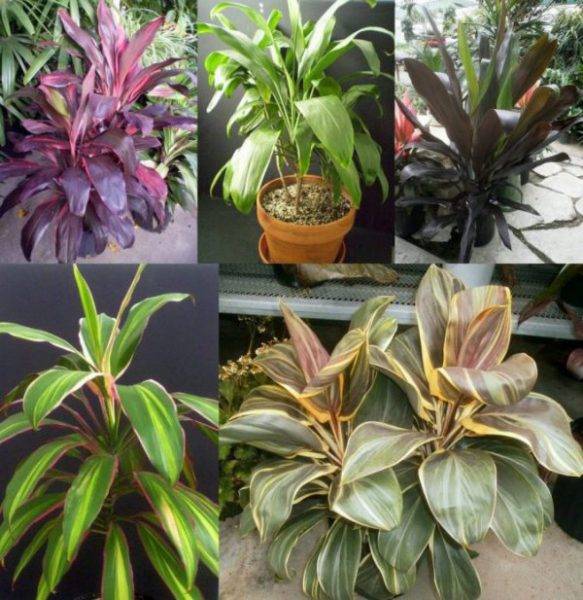 Растение кордилина, уход в домашних условиях, виды, фото и размножение