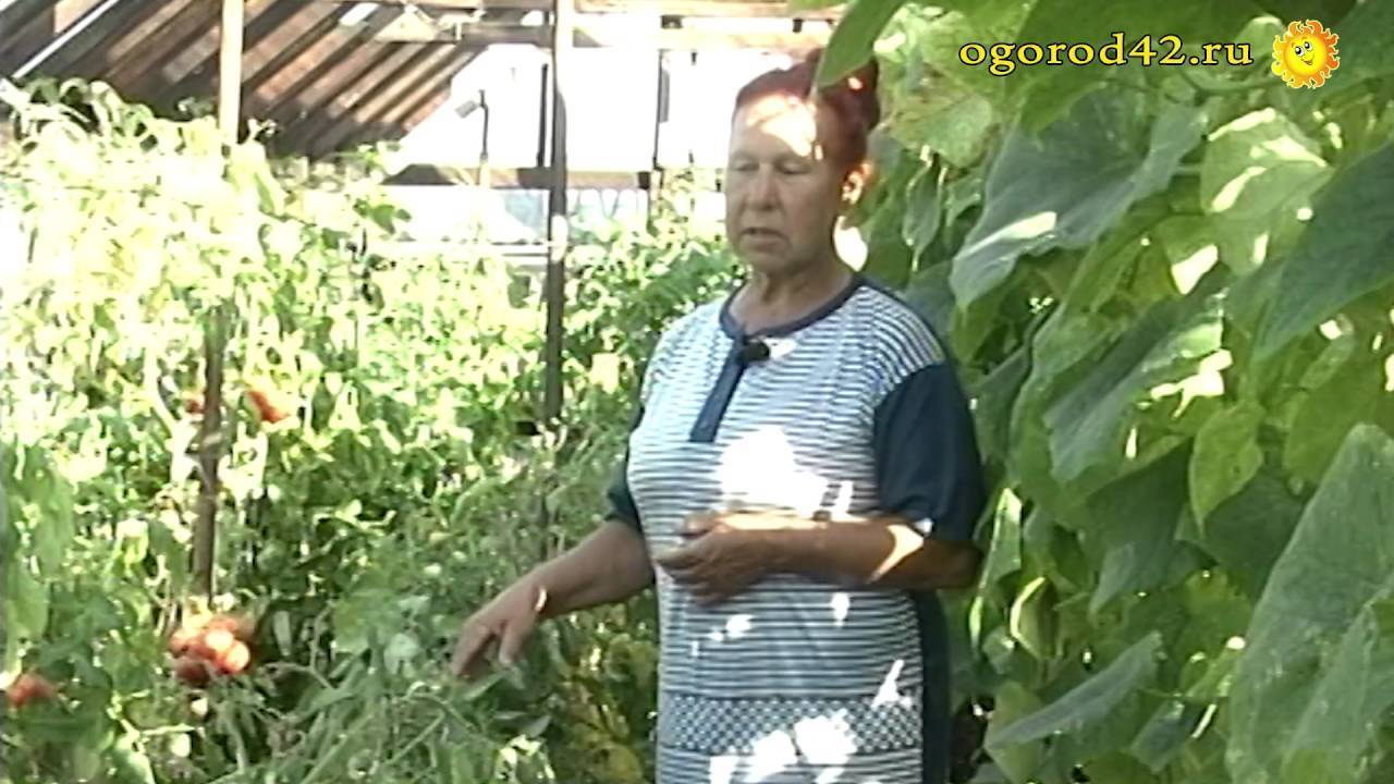 Перец и баклажаны в одной теплице с помидорами и огурцами, с чем сажать лучше? русский фермер