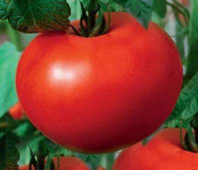 Сорт помидор «космонавт волков»: характеристика и агротехника выращивания