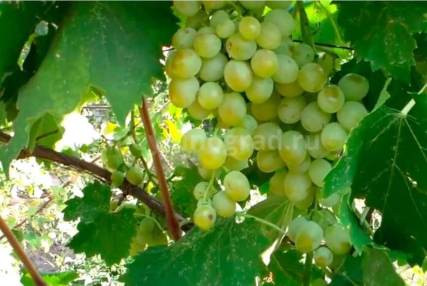 Сорт винограда антоний великий: фото, отзывы, описание, характеристики.